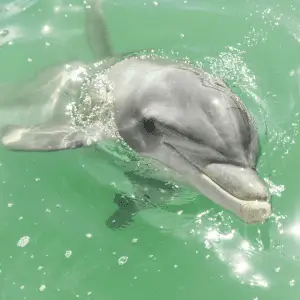a dolphin with its head sticking out of water