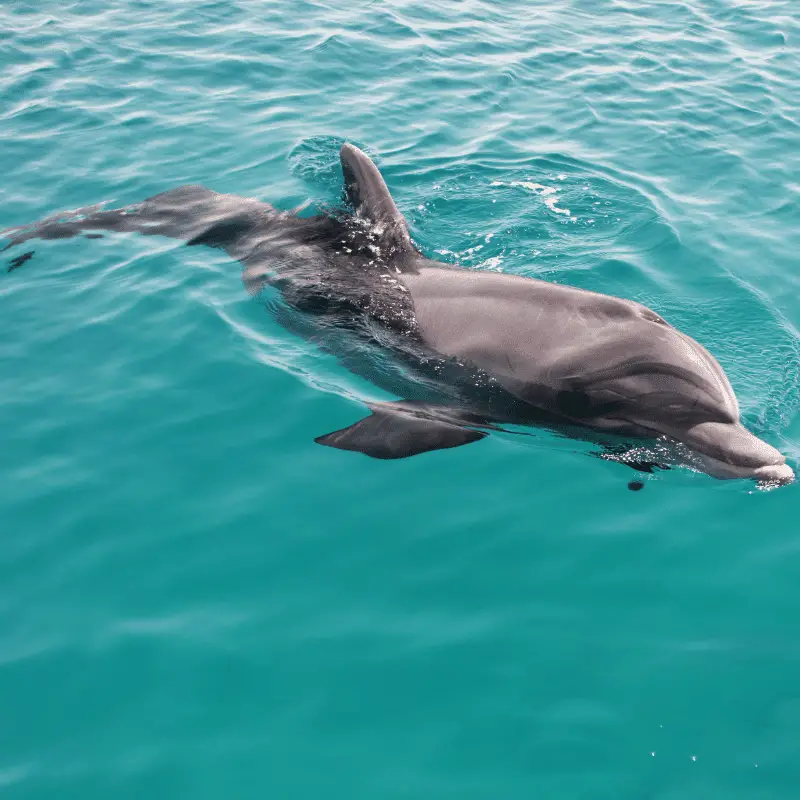 A dolphin swimming on surface