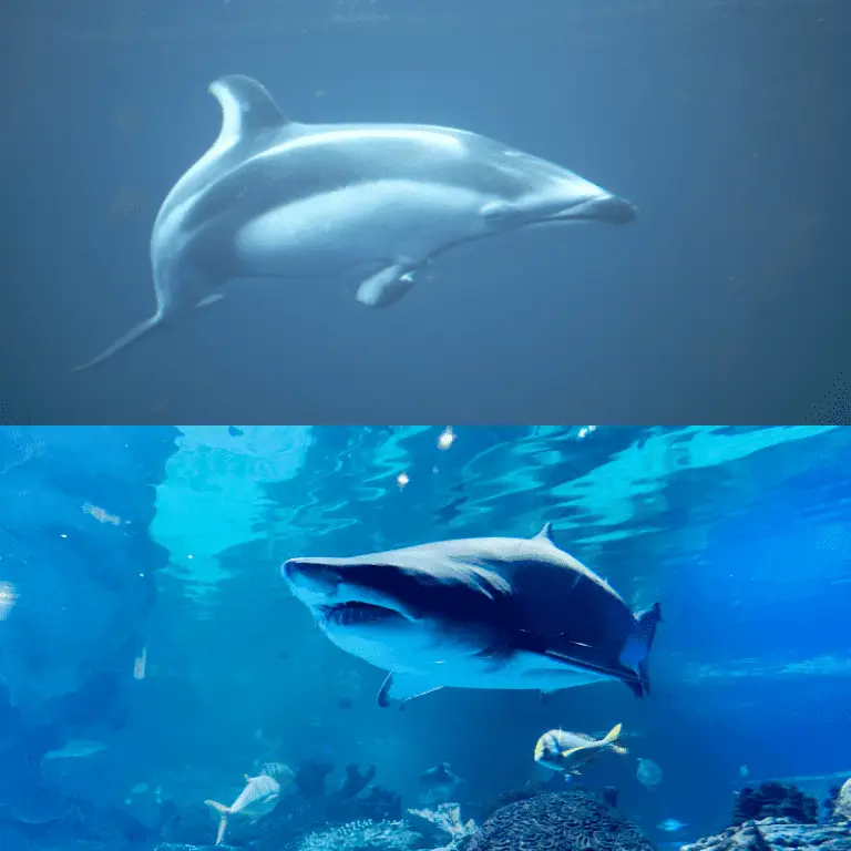 Do Dolphins Kill And Eat Sharks? Why Would They Kill and Can A Single