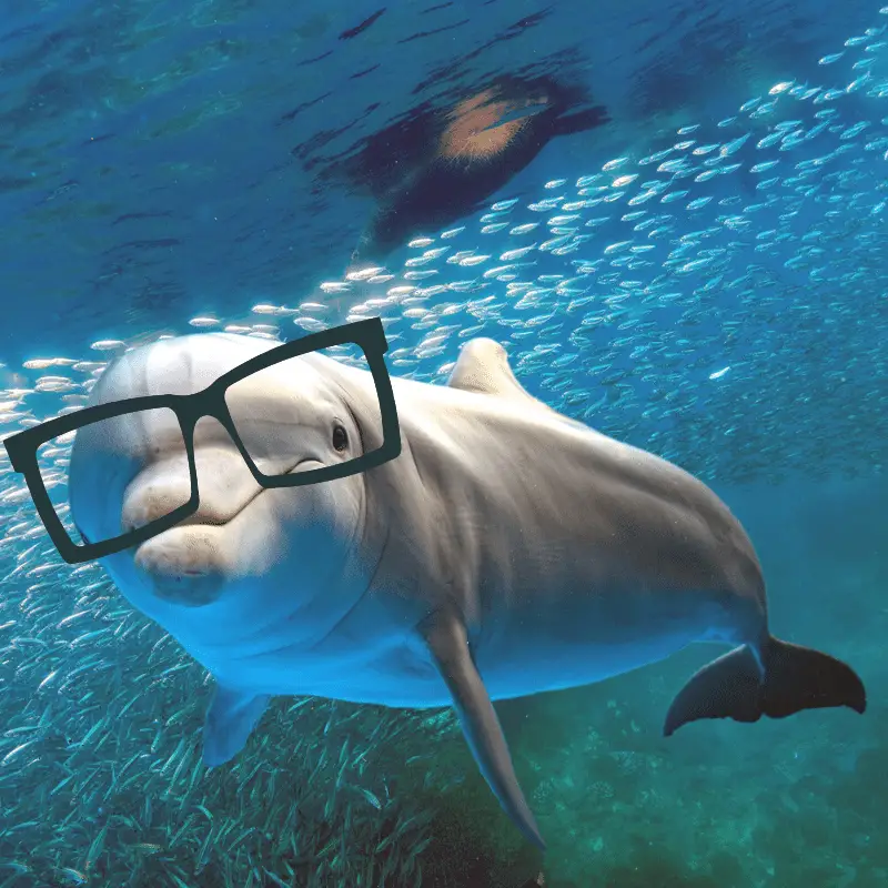Dolphin with glasses on to make look intelligent