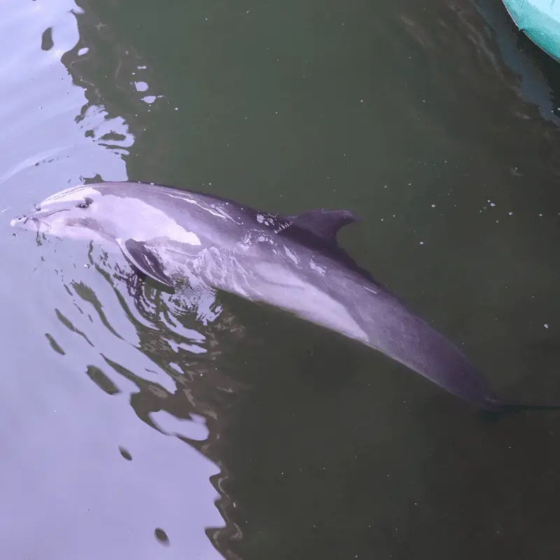 A sleeping dolphin using the logging sleeping method