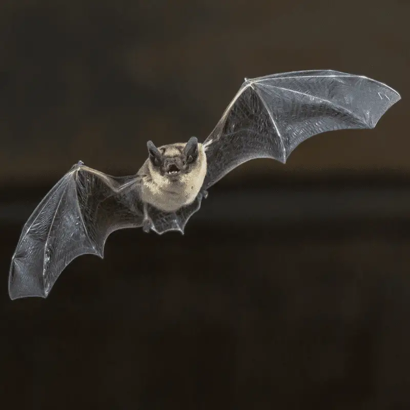 A bat flying in the dark