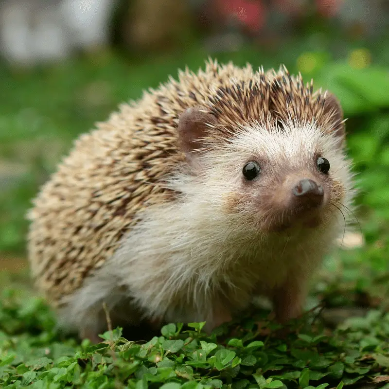 A hedgehog close up full body image on some grass