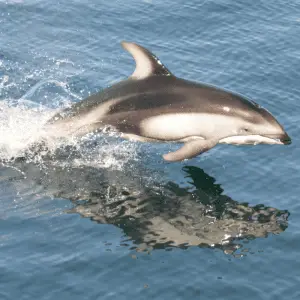 A dolphin breaching