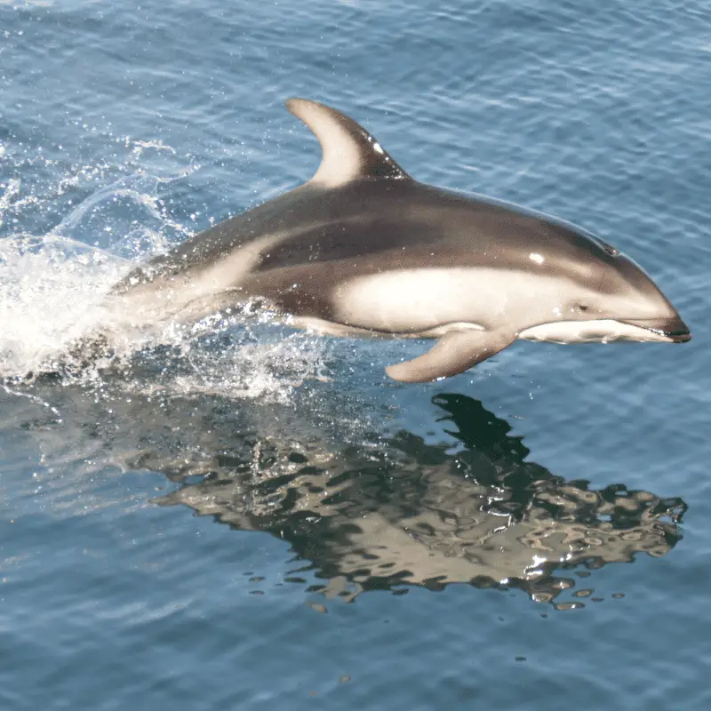 A dolphin breaching