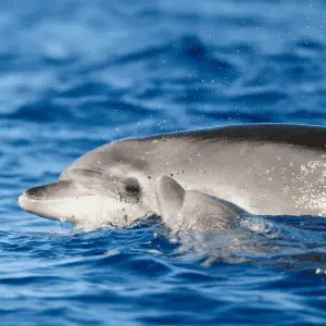 A dolphin cow with her calf swimming