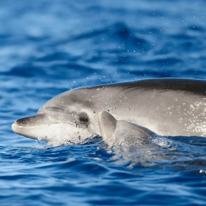 A dolphin cow with her calf swimming