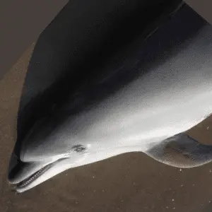 A dolphin laying on land in the sand