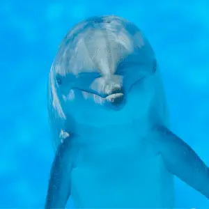 A dolphin looking at camera can see the belly