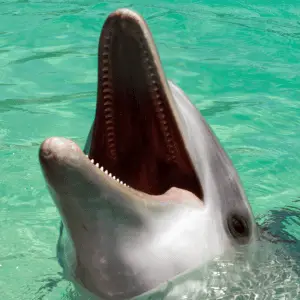 A dolphin showing its teeth