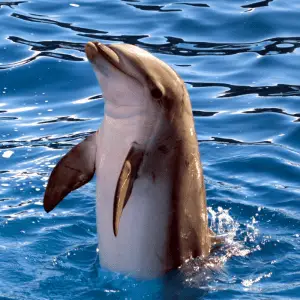 A dolphin standing out of the water showing belly area