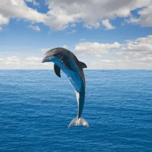 A jumping dolphin