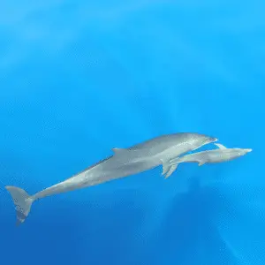 Baby dolphin swimming along side mother dolphin