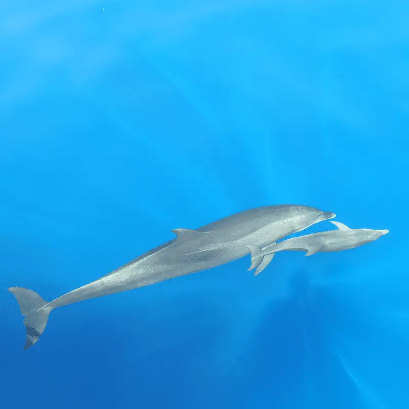 Baby dolphin swimming along side mother dolphin