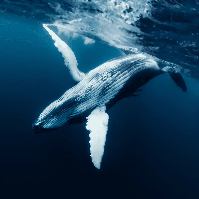 Blue Whale diving into the sea