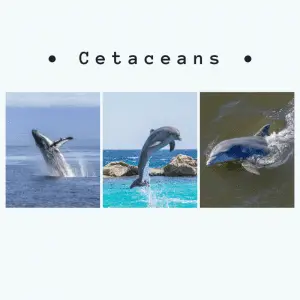 Cetaceans - Image of a whale, dolphin and porpoises