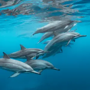 Dolphin Pod view from underwater