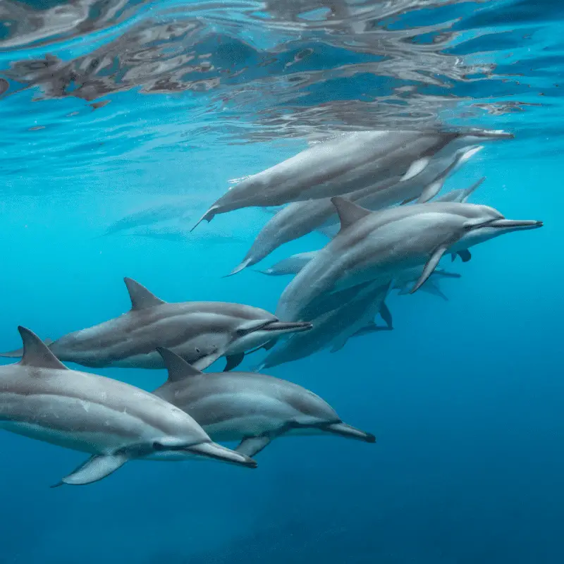 Dolphin Pod view from underwater