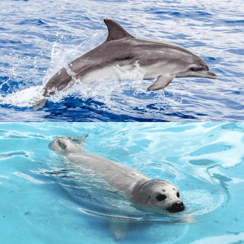 dolphin and a seal in the water