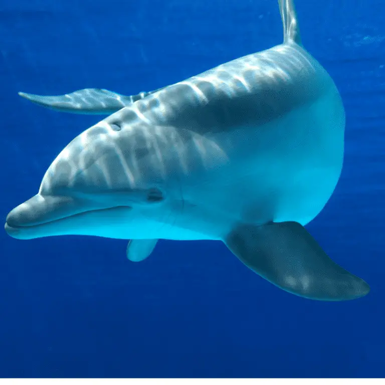 Can Dolphins Hear? Learn About The Extraordinary Echolocation Ability