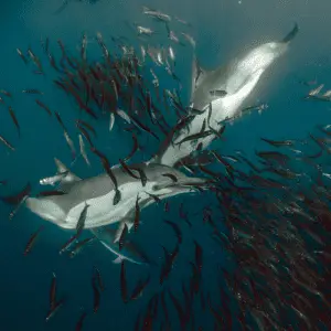 Dolphins herding sardines