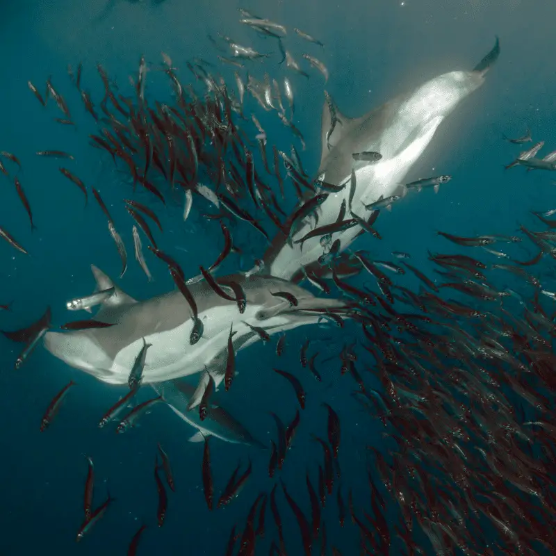 Dolphins herding sardines