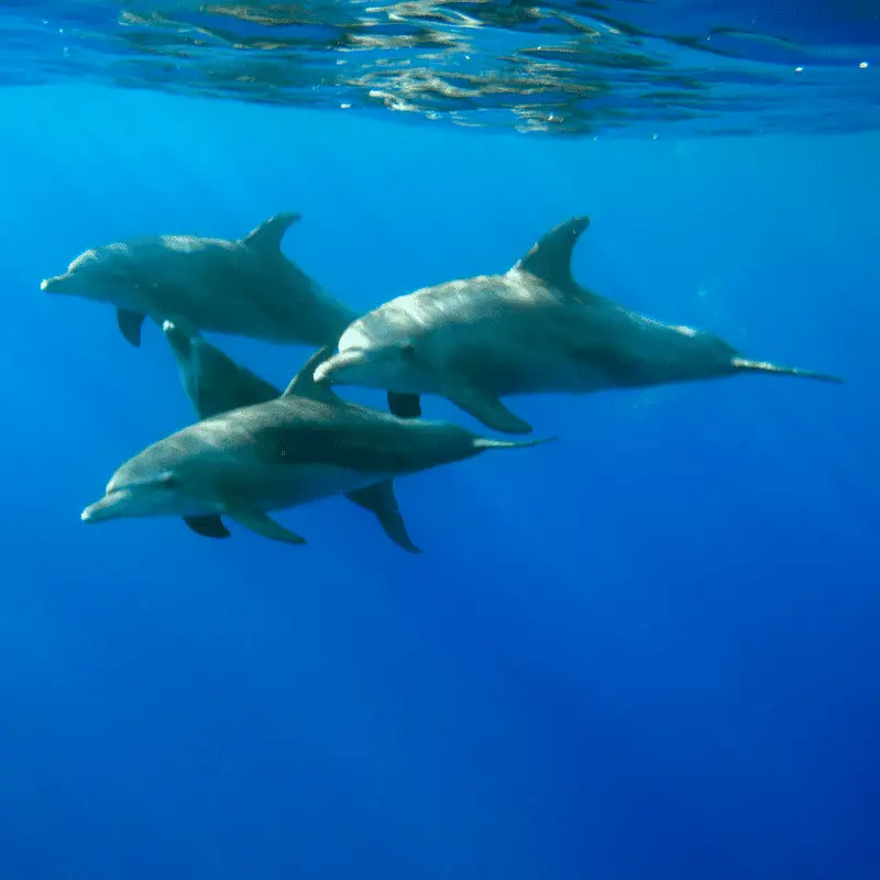 Four dolphins swimming together under water