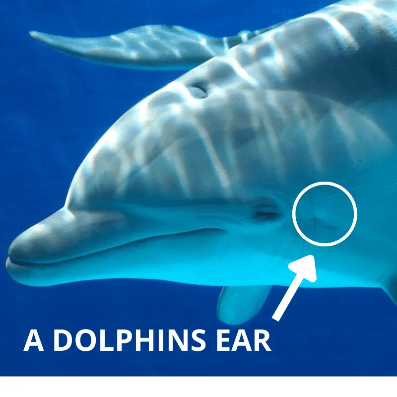 Location of a dolphins ear circled with an arrow pointing and text: A DOPHINS EAR