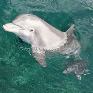 Mother dolphin and a baby dolphin calf in the water swimming