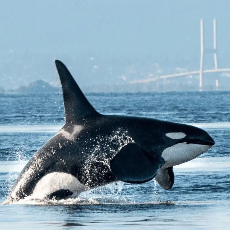 A killer whale jumping out of the ocean, showing body apart from tail