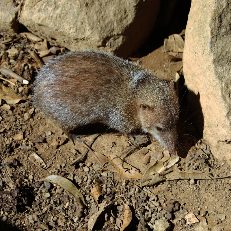 A tenrec by some rocks in dry mud