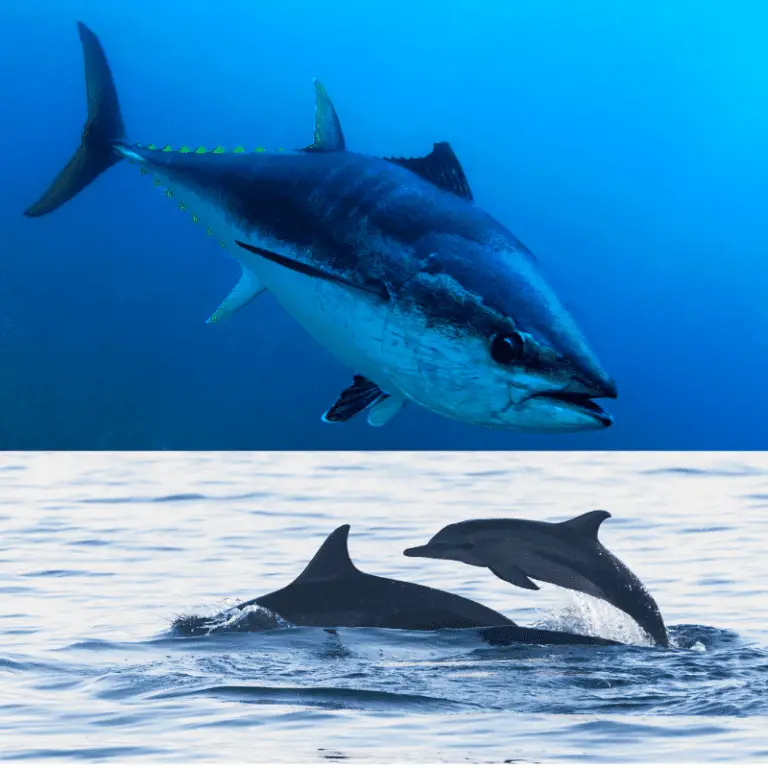 Do Dolphins Eat Tuna? Only If They Are Lucky! Animal Ways