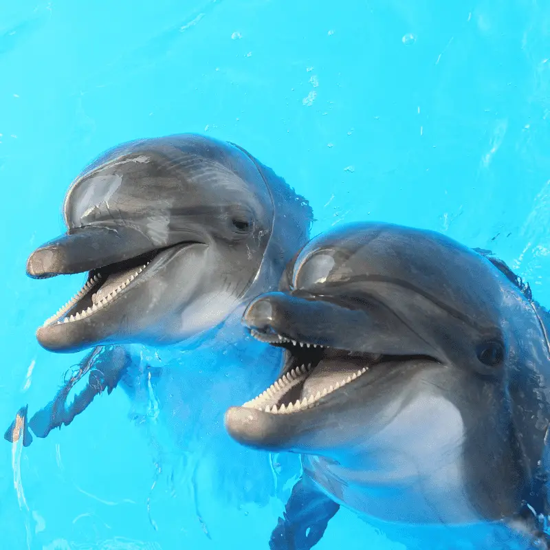 Two dolphins up close with mouth open in the water