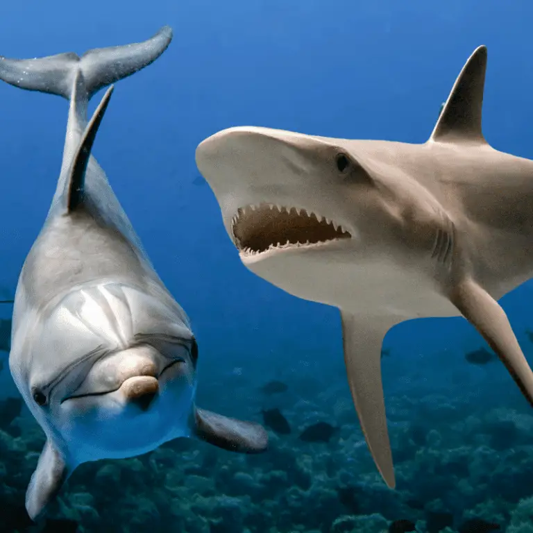 Why Are Sharks Afraid Of Dolphins? Dolphin Pods Aren't To Be Messed
