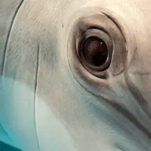 A close up of a dolphins eye