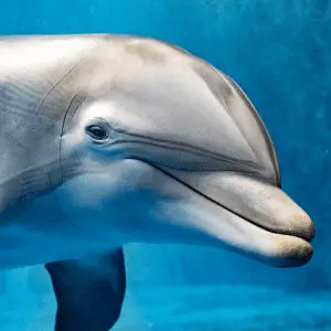 close up of a dolphins head underwater