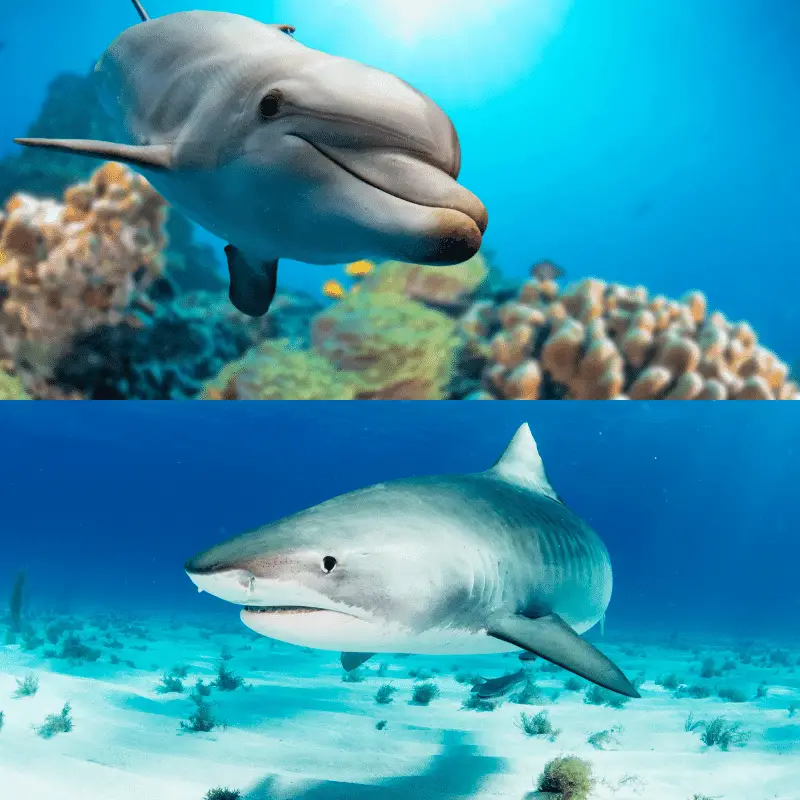 Who Is Faster, A Dolphin Or Shark? Physical Features Do Affect The Speed! -  Animal Ways