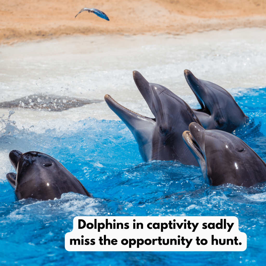 A group of dolphins being thrown fish, their mouths wide open, ready to catch. Text: Dolphins in captivity sadly miss the opportunity to hunt.