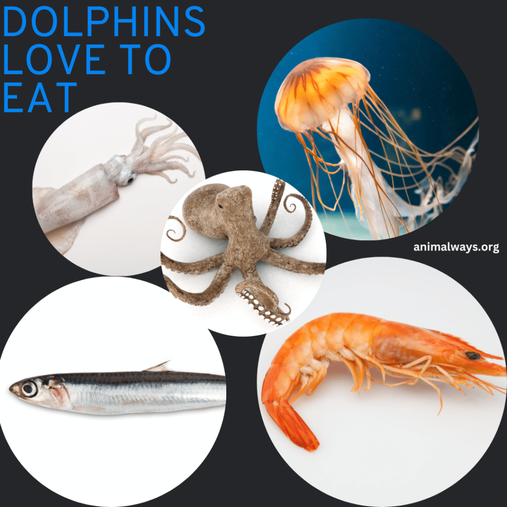 Image of different types of fish and marine animals that dolphins eat: A visual collage featuring various kinds of fish and marine animals, including squid, anchovies, shrimp, jellyfish, and octopus. 