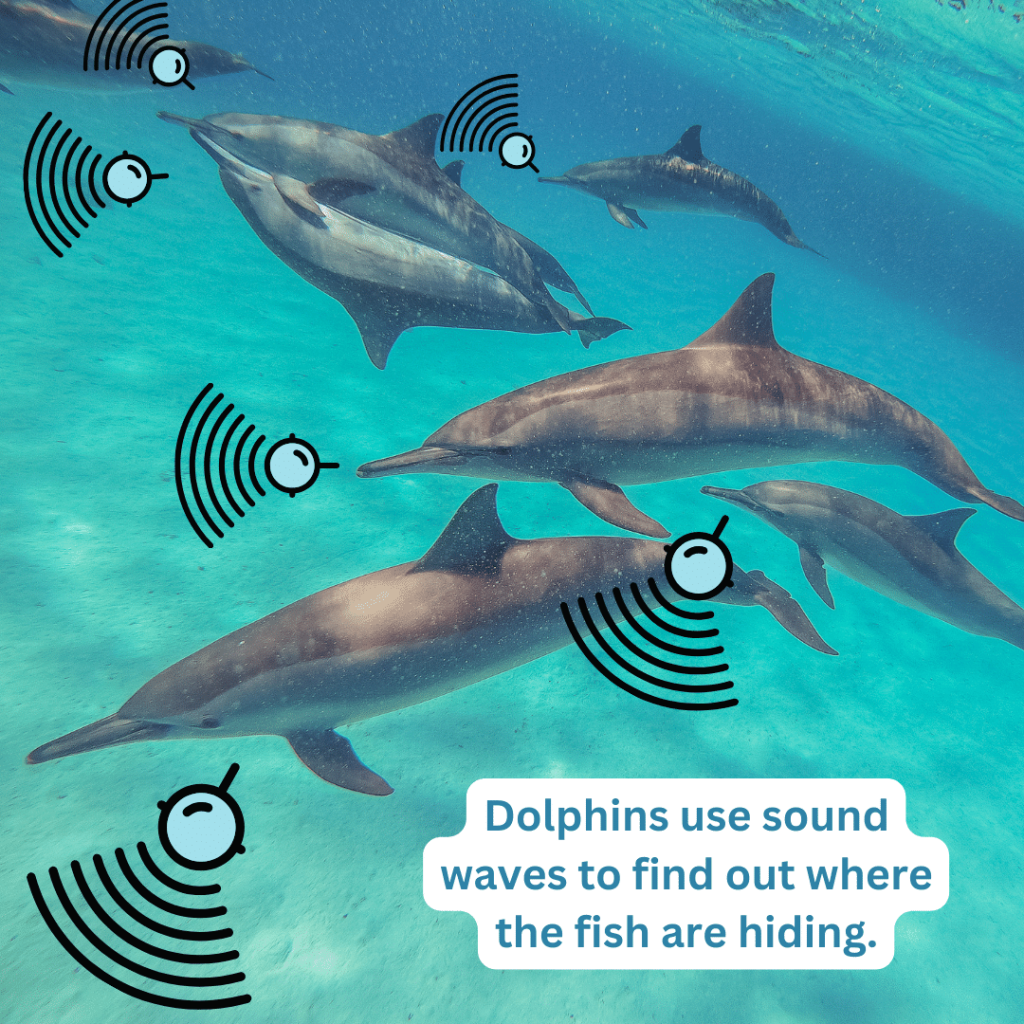 Illustration showing how dolphins use echolocation to detect and locate their prey. The image shows sound waves being emitted from a dolphin's hea