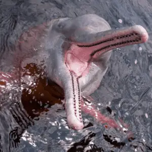light pink dolphin