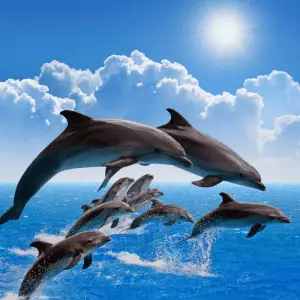 A pod of jumping dolphins, blue sky