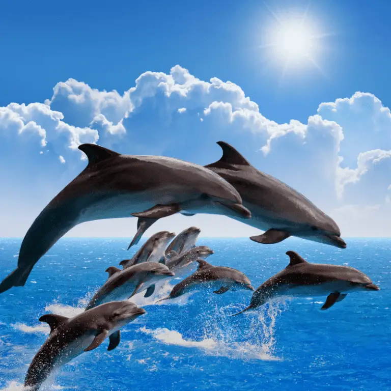 What Do Dolphins Eat? (List Of Their Tasty Foods) Animal Ways