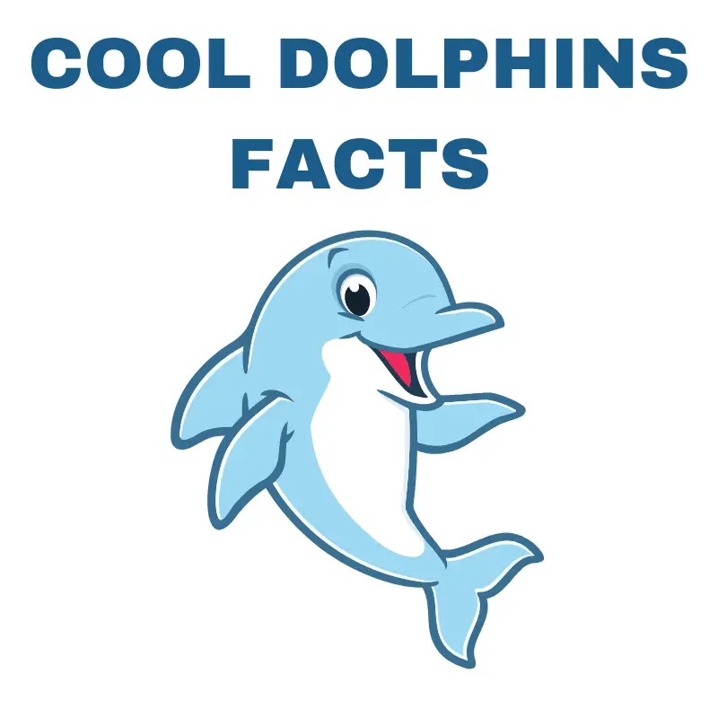 COOL DOLPHINS FACTS TEXT and a dolphin