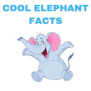 COOL ELEPHANT FACTS TEXT and a cartoon Elephant