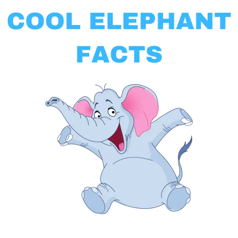 21 Cool Facts About Elephants Animal Ways