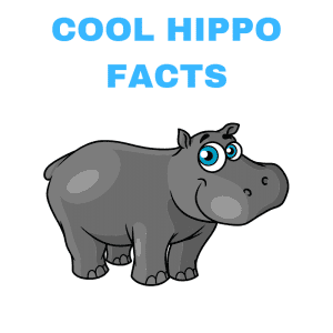 COOL HIPPO FACTS TEXT and a cartoon hippo