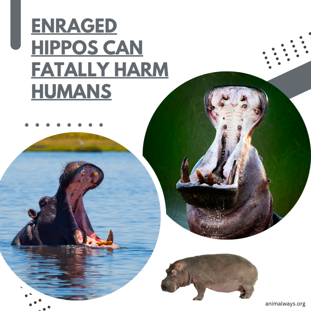 Two images of hippos being angry, showing teeth mouth very wide
