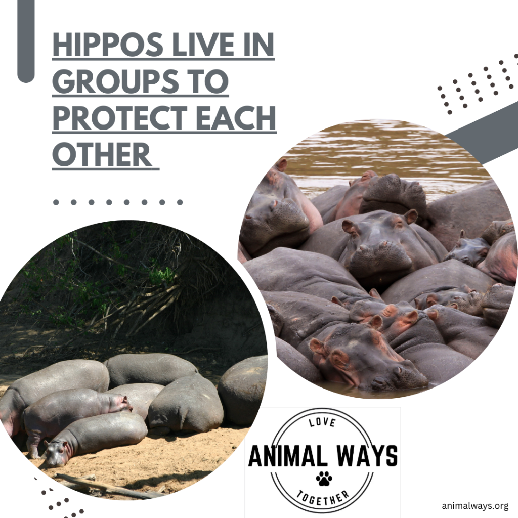 An image showing a group of hippos in the water, highlighting their social behavior and the way they protect each other.