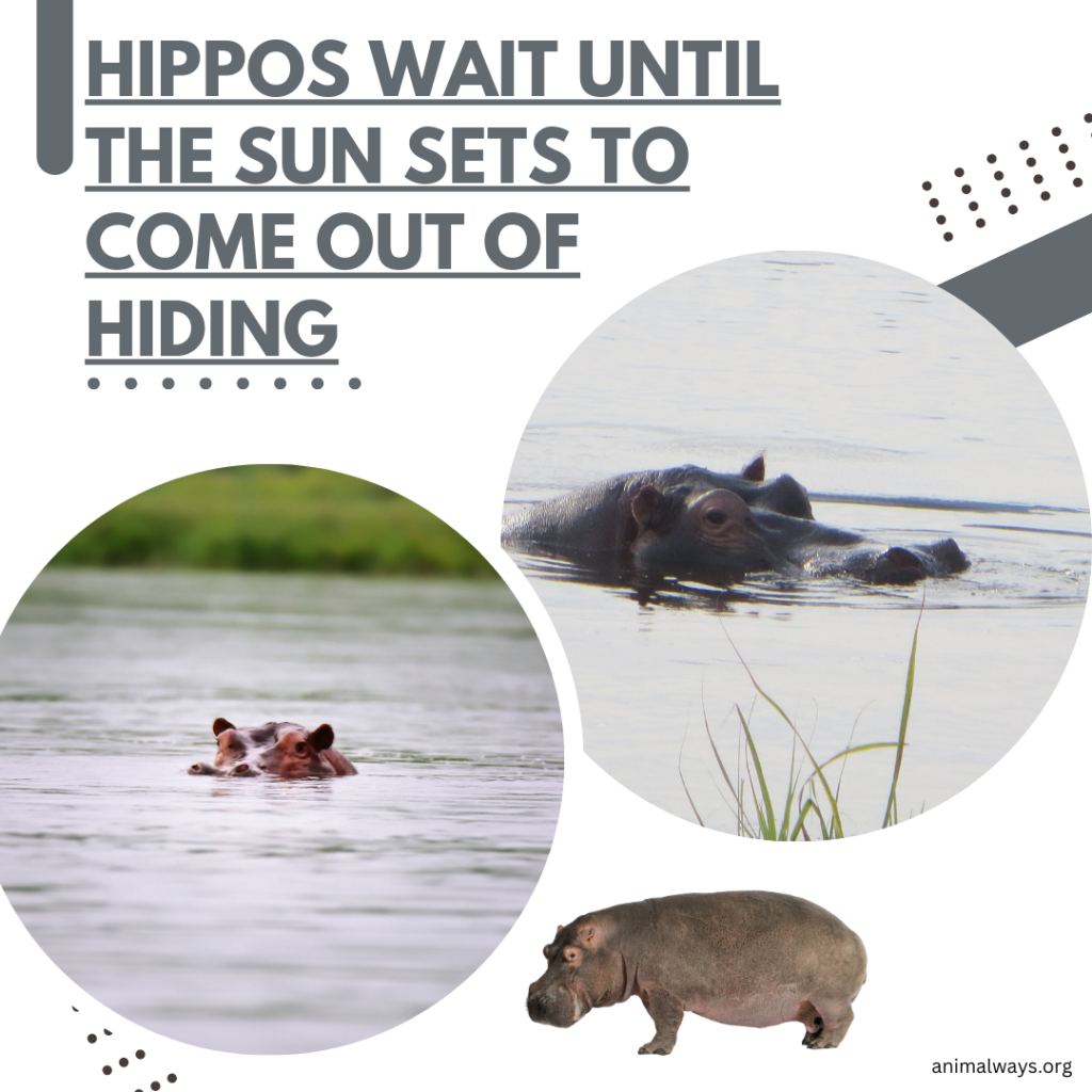 Hippos hiding from sun in the river waiting for night time